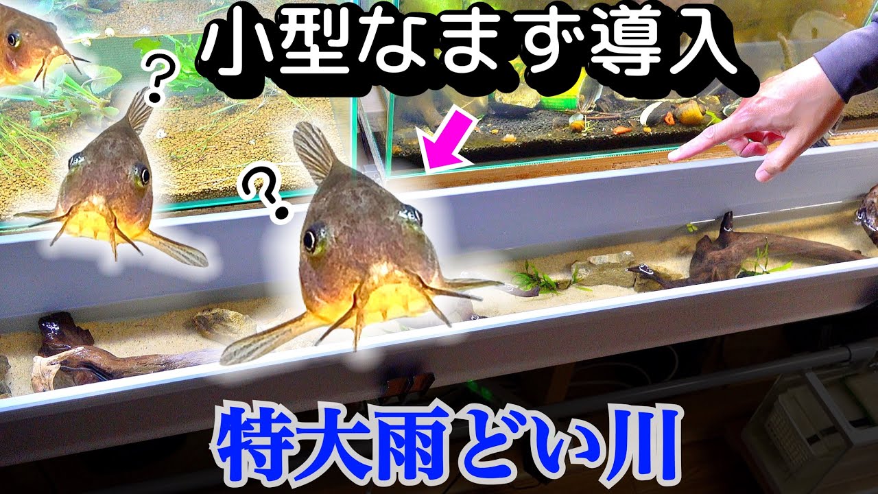 特大雨どい川にナマズ泳がせたら可愛すぎました。【特大雨どい水槽５】