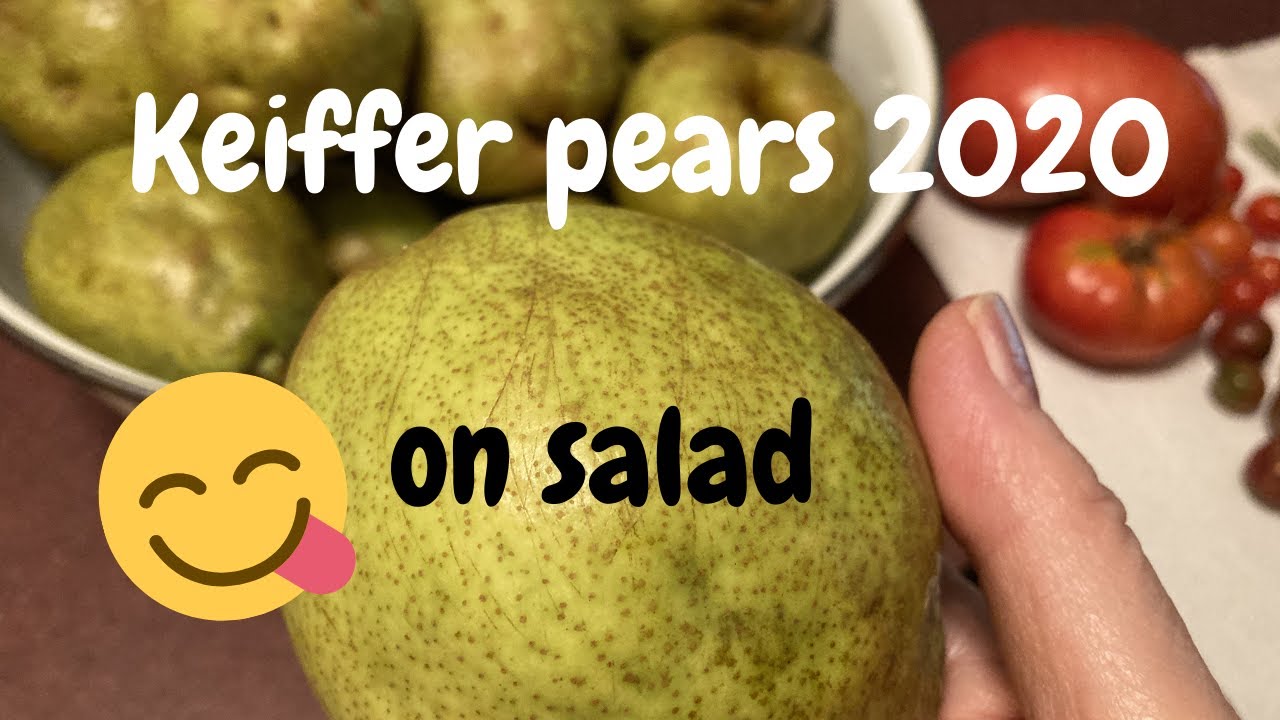 first year Keiffer Pears - 2020