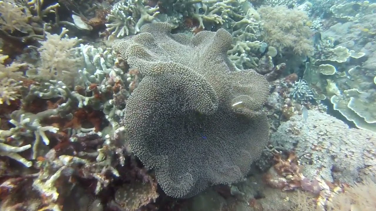 VIDEOS NEMO PHILIPPINES