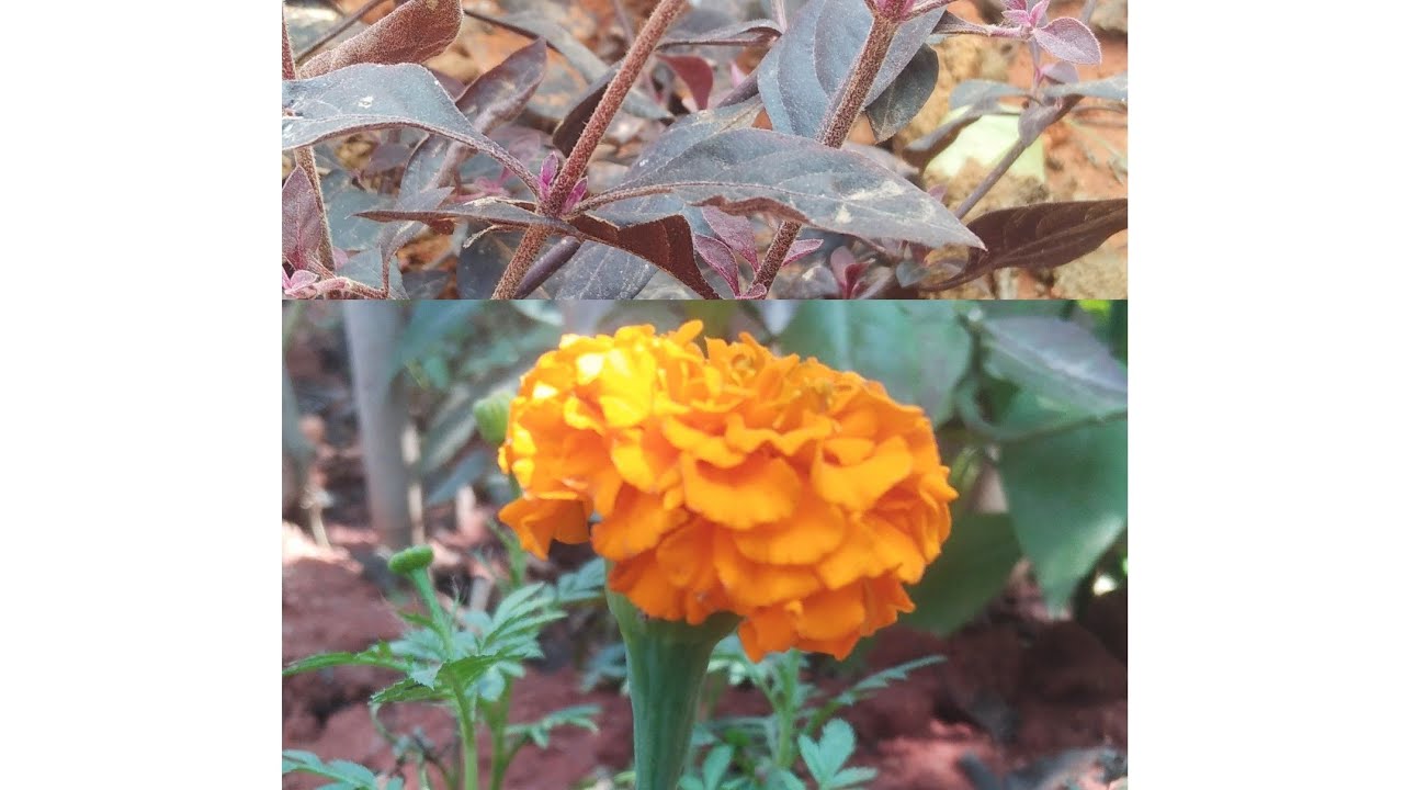 How this  cutting grow with lal badsaha and marigold flower plant😱#plants 