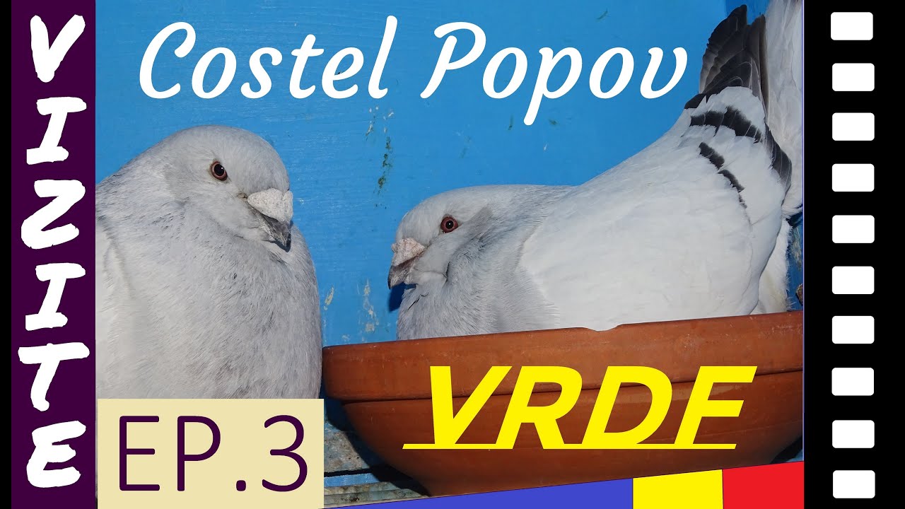 VRDF Cum sa fii in TOP cu o rasa de porumbei? Vizite Ep.3 - Costel Popov, Iulie 2020
