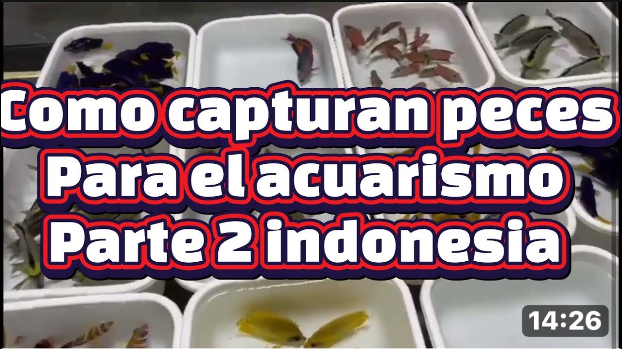 Peces marinos como los capturan en indonesia certificación MAC y acuacultura sustentable parte 2
