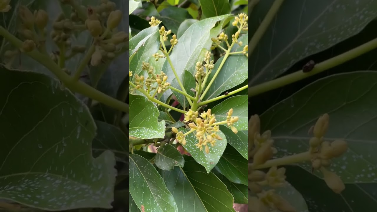 මගේ ගෙවත්ත