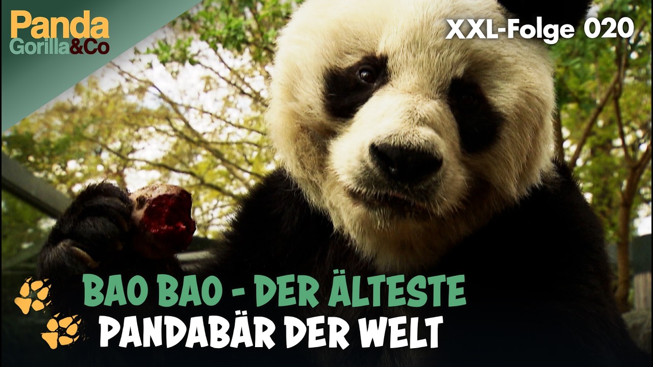 XXL-Spezial: Bao Bao – Vom Bambusmuffel zum ältesten Panda der Welt | Panda, Gorilla & Co.