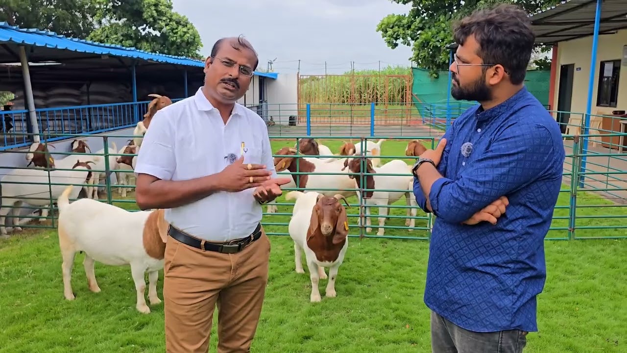 Africane Bor Goat Farming Project | अफ्रीकन बोर बकरी पालन | बकरी पालन में नसल का चयन