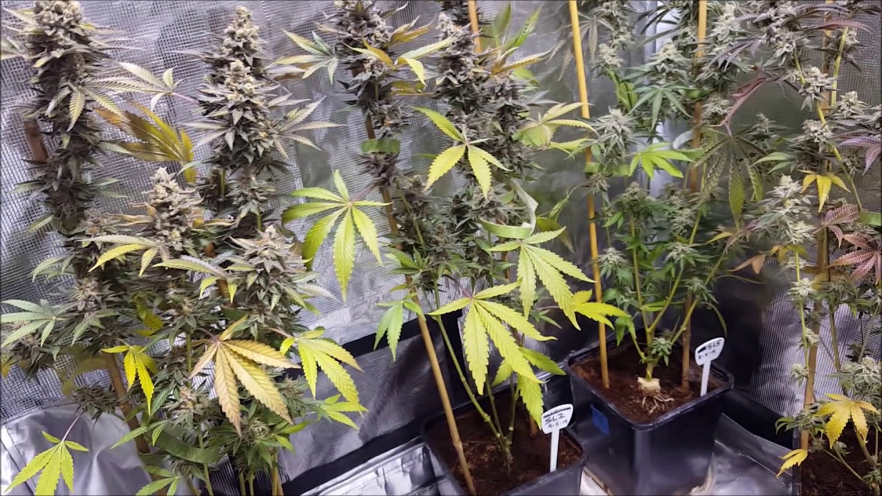 Slurricane IX