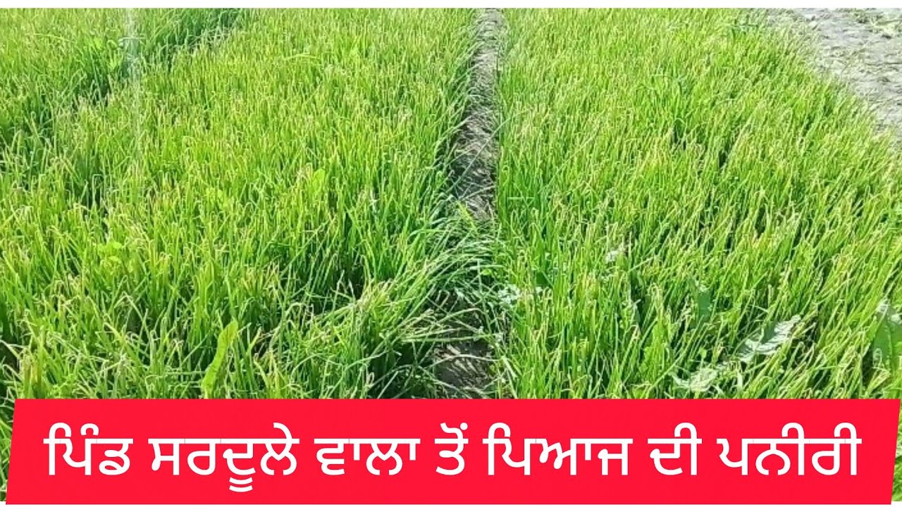 ਪਹਿਲਾਂ ਸਰਦੂਲੇਵਾਲਾ ਤੋਂ ਪਿਆਜ ਦੀ ਪਨੀਰੀ ਤੇ ਬਾਅਦ ਵਿੱਚ ਯਾਰਾ ਨਾਲ ਮੌਜ ਮਸਤੀ