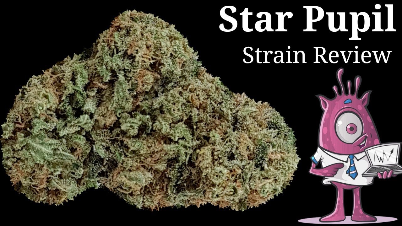 Star Pupil OFFICIAL Strain Review 👩&zwj;🎓⭐️👨&zwj;🎓