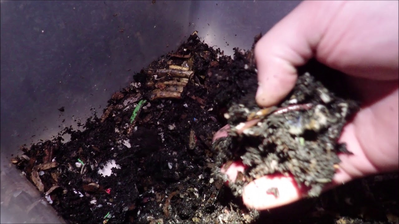 Louisiana Swamp Worms | Blue Worms 12-9-19