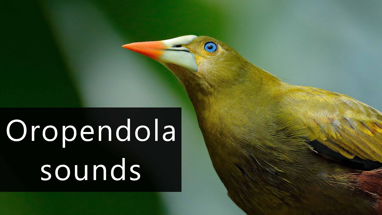 The fascinating sounds of the Oropendola bird