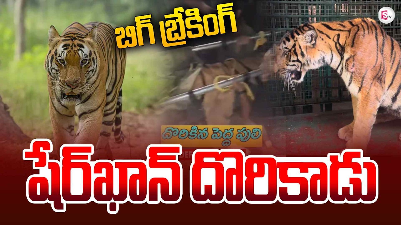 ఎట్టకేలకు దొరికిన పులి |The Tiger has Finally Been Found | East Godavari Kurmapuram | SumanTV Janaki