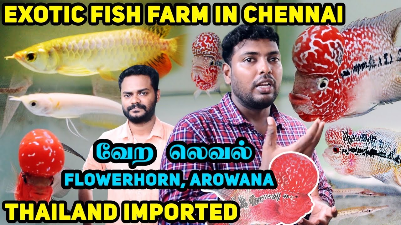 Cheapest Exotic Fish Farm In Chennai | Flowerhorn | Arowana | Aligater Gar |Thailand Imported Fishes