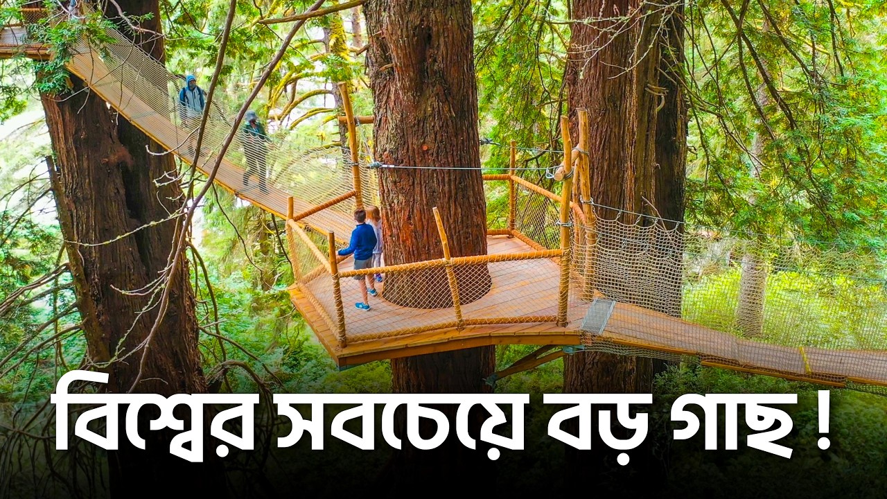 পৃথিবীর সবচেয়ে লম্বা গাছ রেডউড !