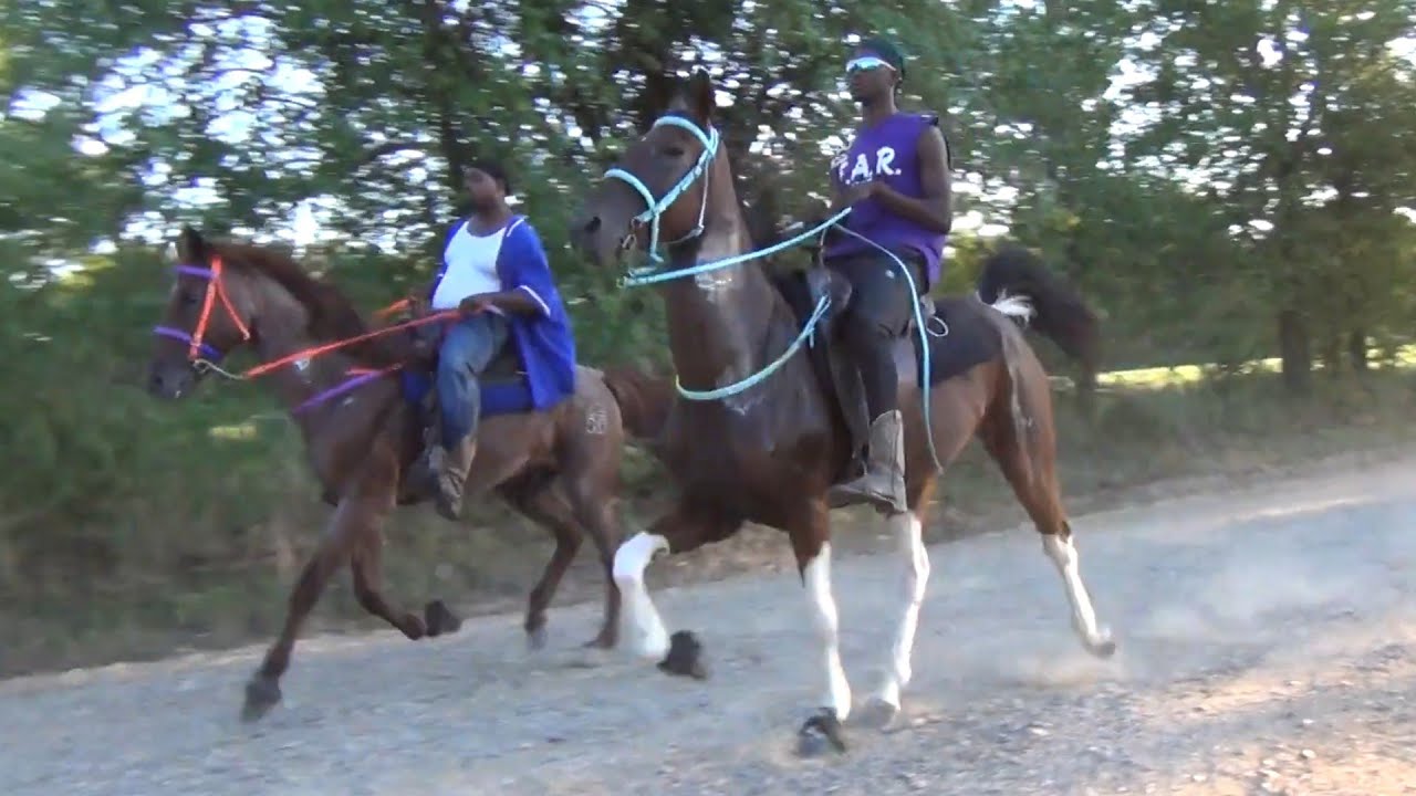 Racking and Singlefoot Horses at Tollette Arkansas Parade