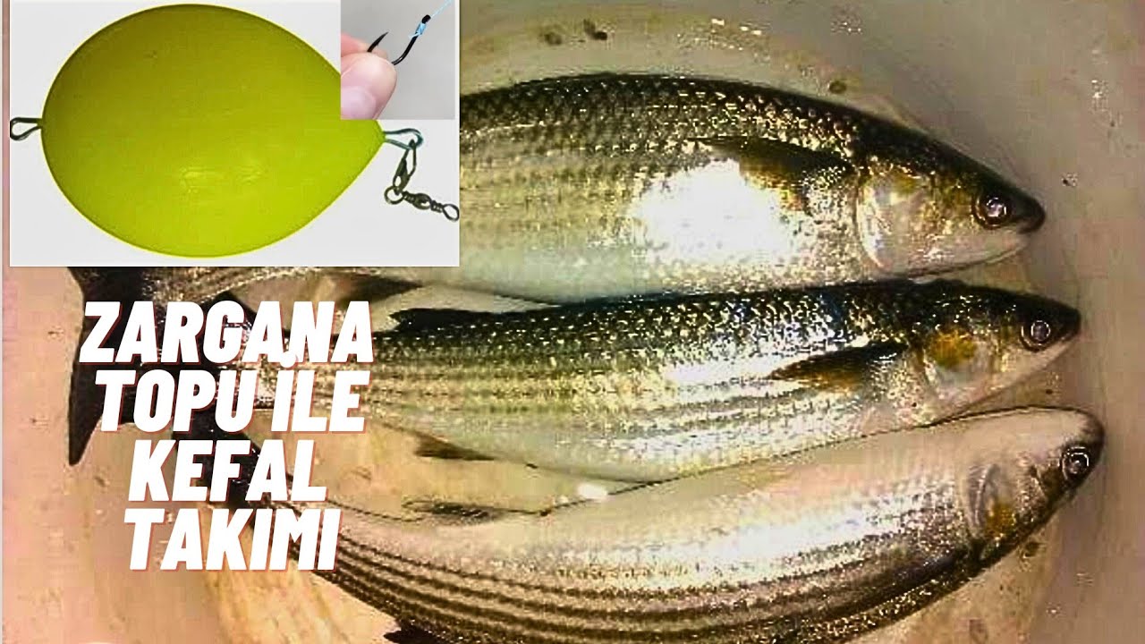 ZARGANA TOPU İLE KEFAL AVI NASIL YAPILIR