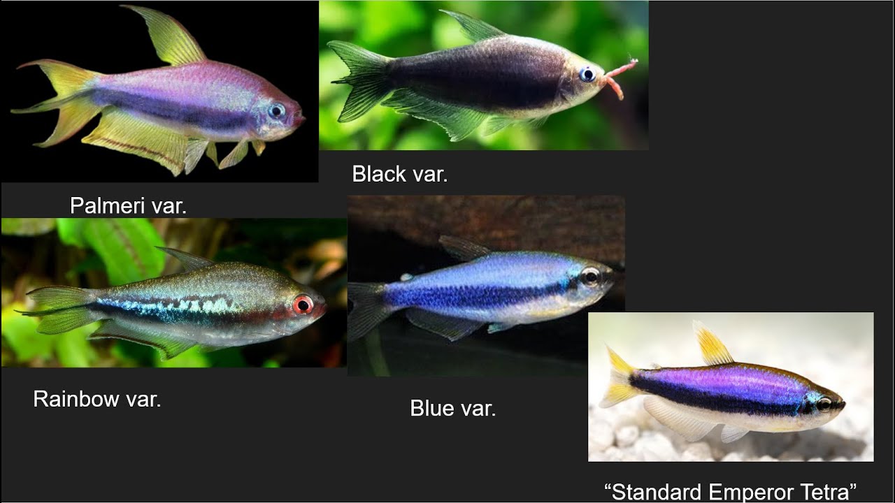 EMPEROR TETRA CARE GUIDE
