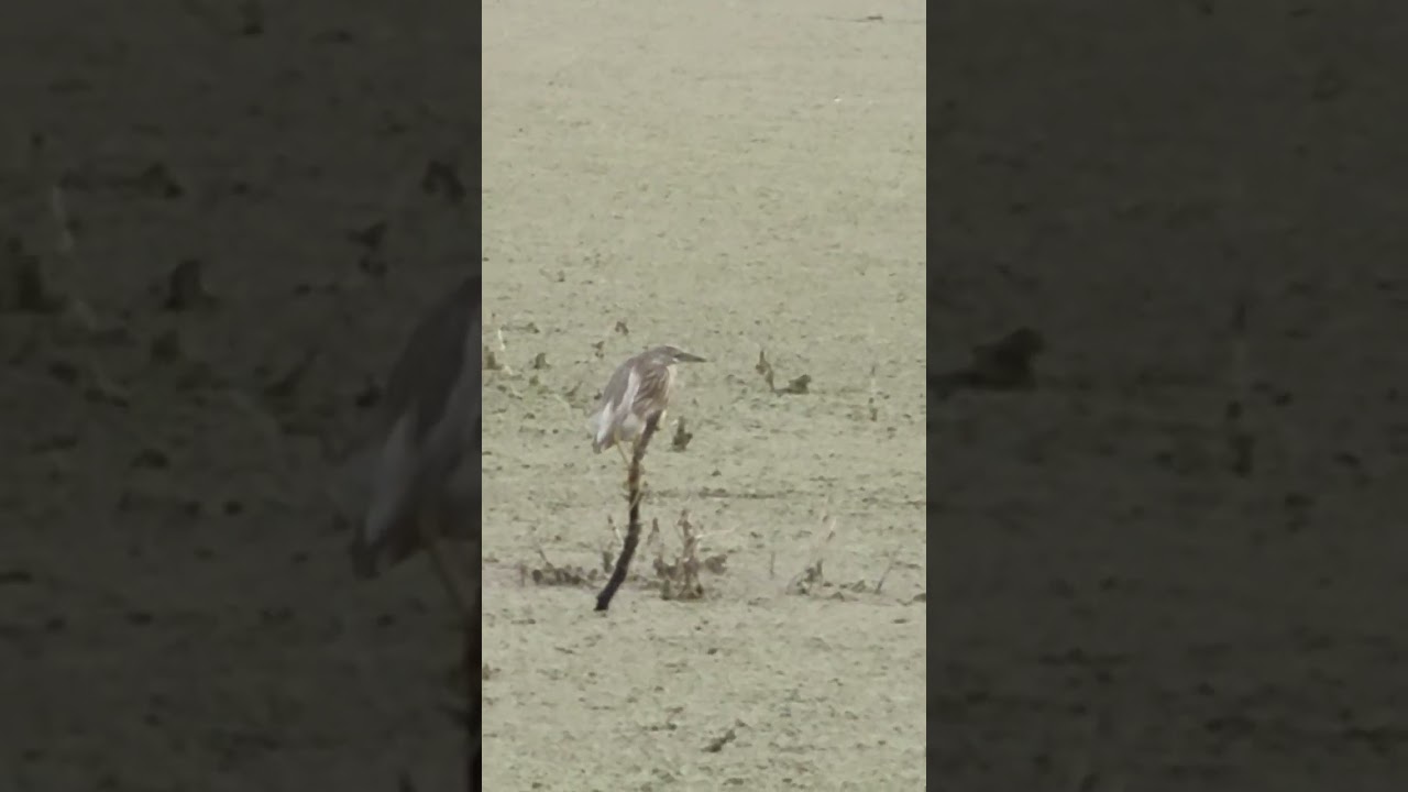 Indian pond heron #birds #birdswatching #ytshorts #shorts