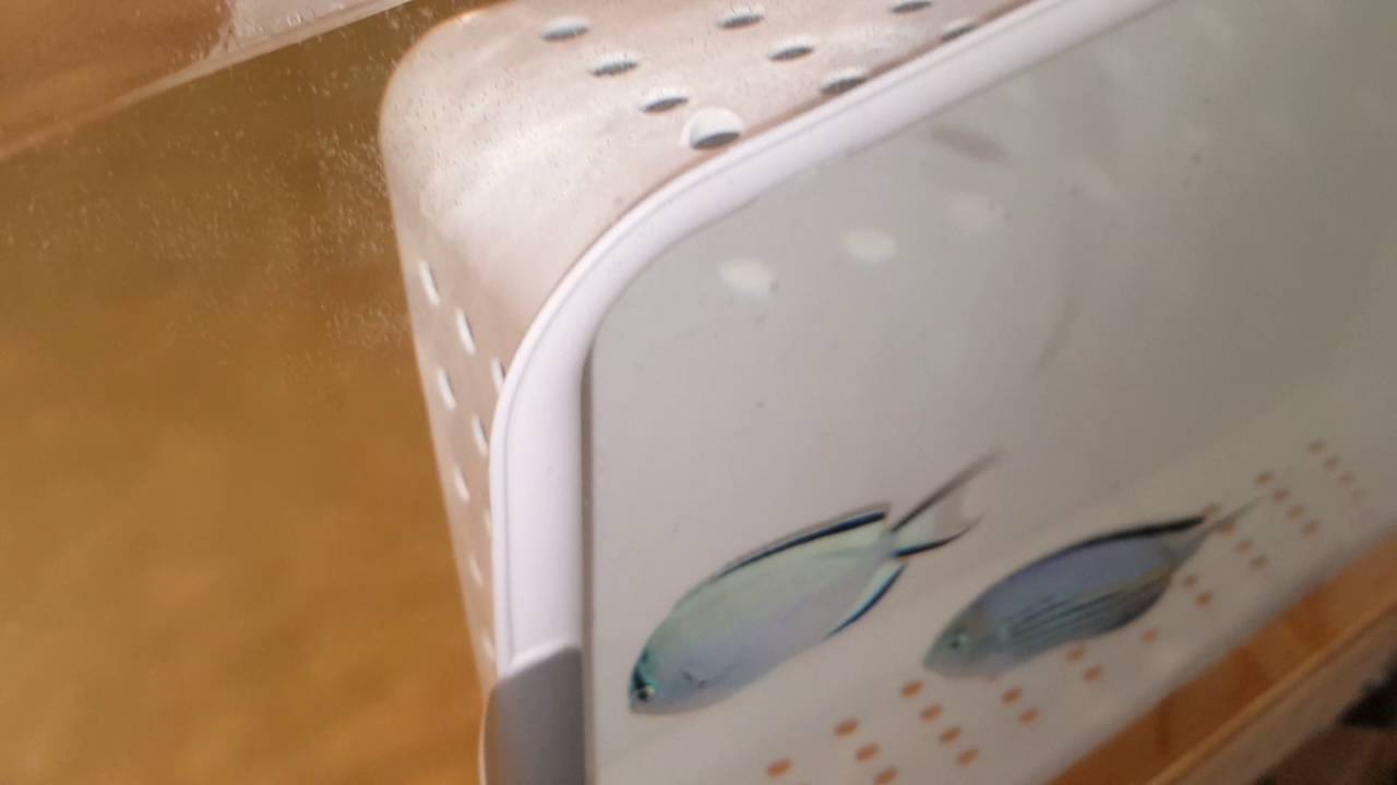 Watanabei Angels $319 - Indo