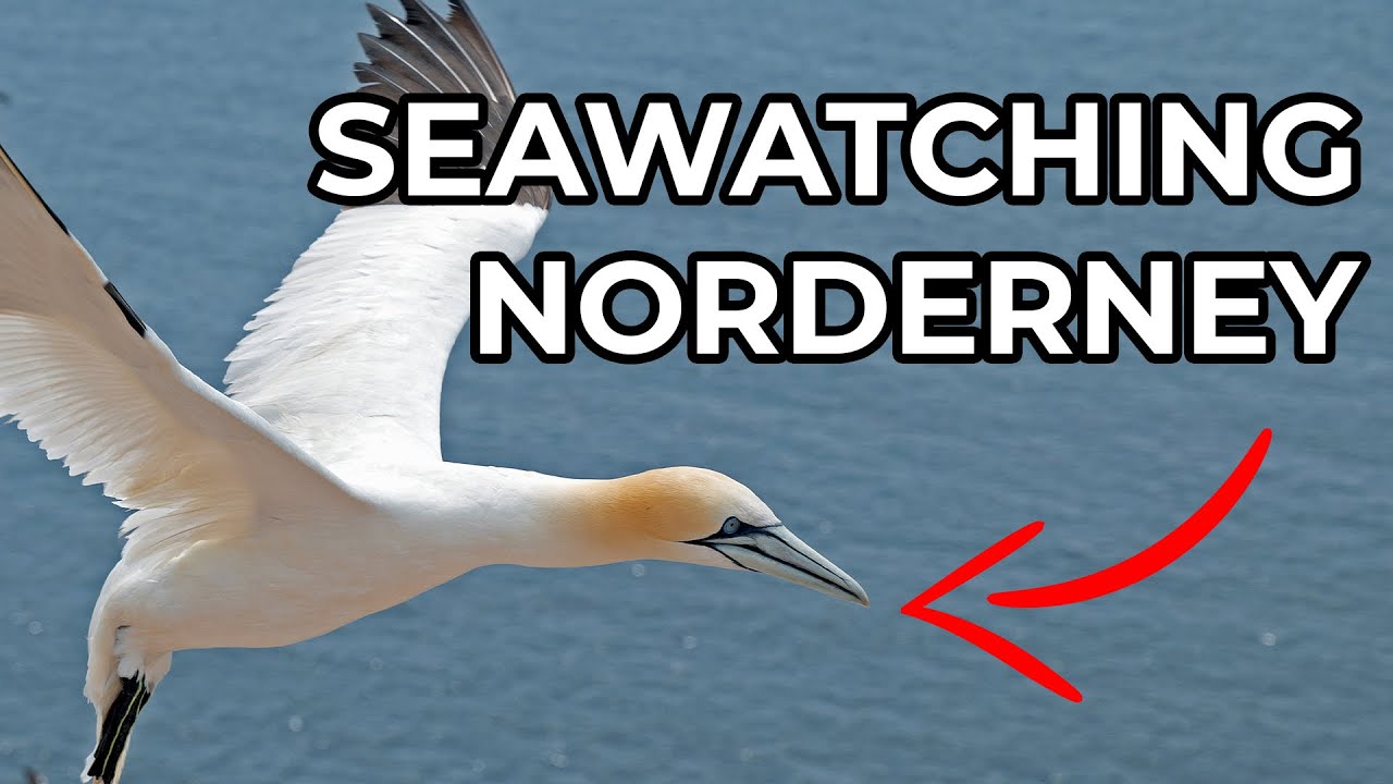 Meeresvögel und Sturm auf Norderney - Seawatching