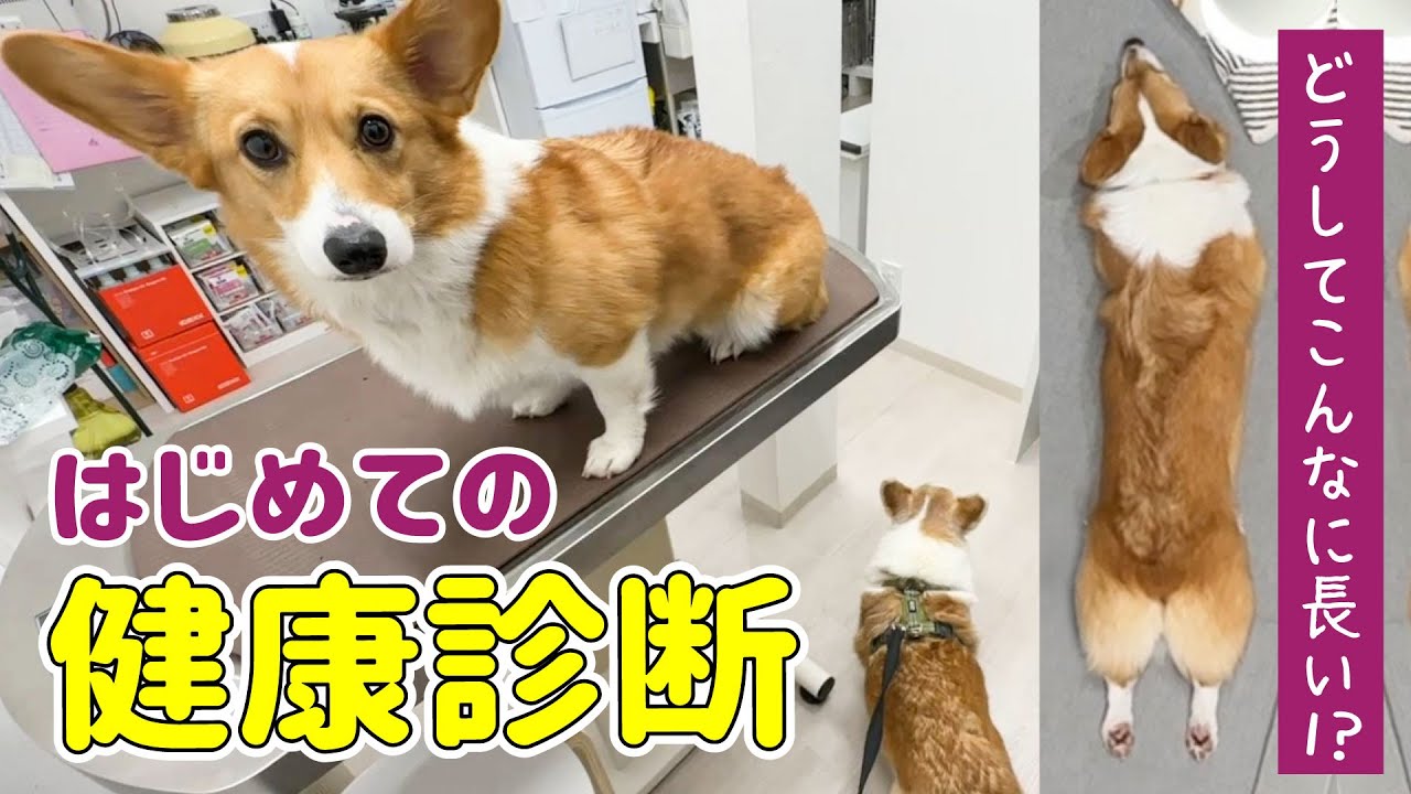 うちのコーギーの胴が長い理由が判明しました！！【健康診断】