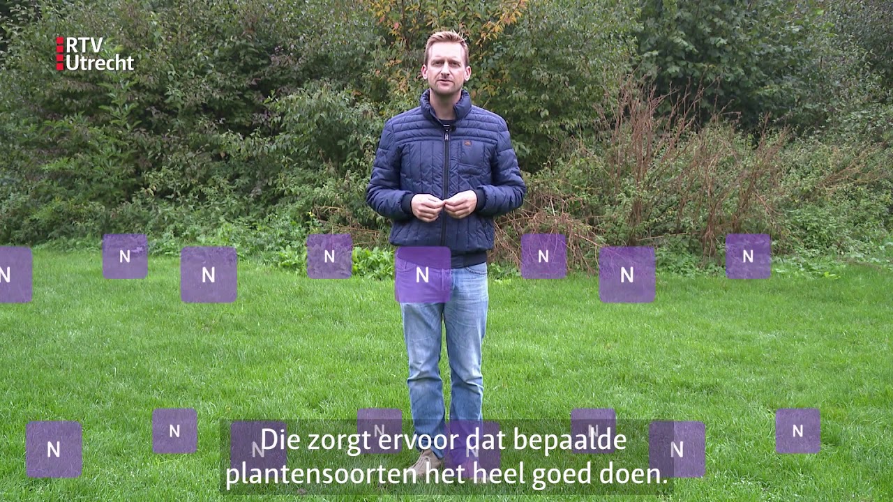 Dit doet stikstof met de natuur | RTV Utrecht
