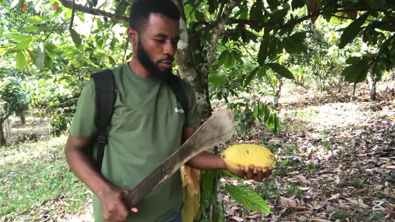 “Still Walking Alone in the Cocoa Farm | Part 2”