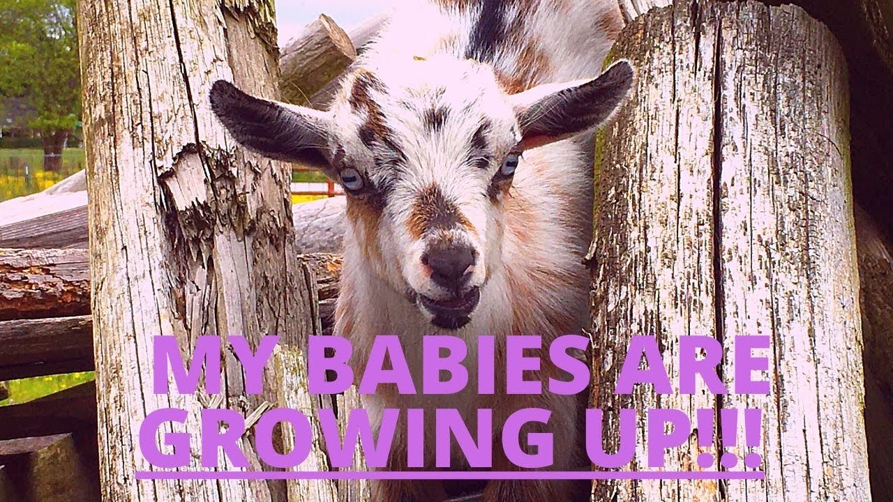 Getting Ready to WEAN OUR BABY GOATS. Finishing up WEANING PEN and HOUSING.