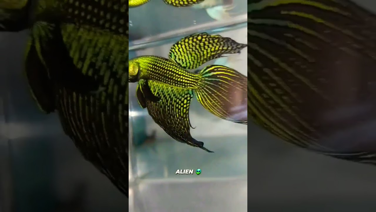 SUPER LONGFIN ALIEN HYBRID BLUE-GREEN WILD SUPER RARE_Size XXL_ beta fish