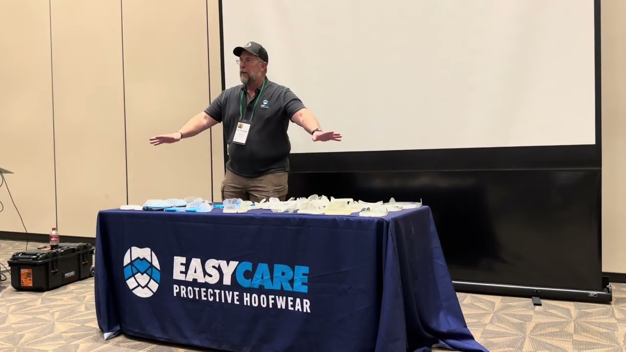 Evolution of EasyShoes 