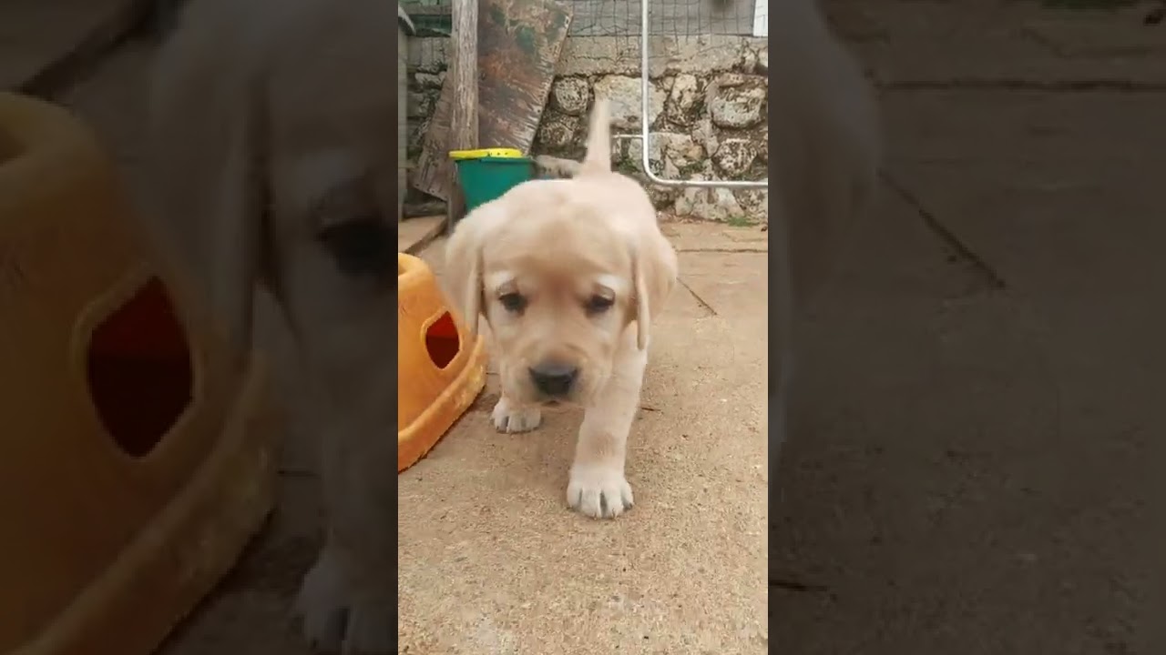 Cuccioli Cani Taglia Media maschi femmine in vendita video 3