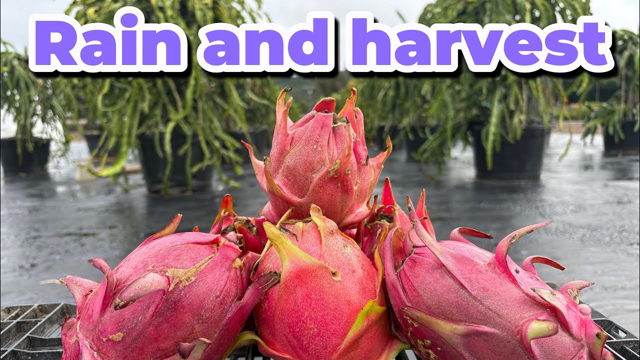 Rain and Harvest at Shulman Dragon Fruit Orchard