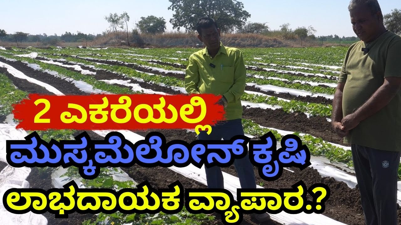2 ಎಕರೆಯಲ್ಲಿ  ಮುಸ್ಕಮೆಲೋನ್ ಕೃಷಿ II Muskmelon Farming II