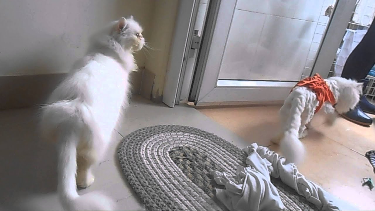 Funny Cat 2016 | Best Momment Ever !!! | Meo Cover Home