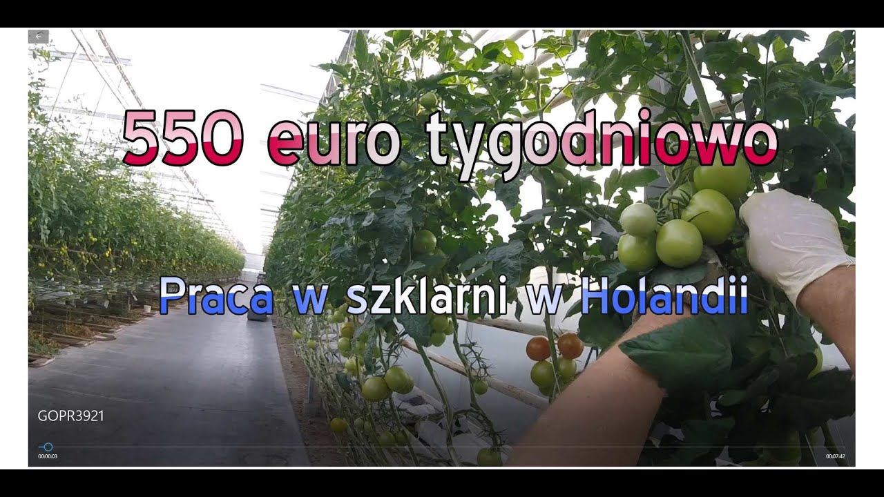 550 EURO TYGODNIÓWKI. Praca w szklarni. Praca w Holandii.