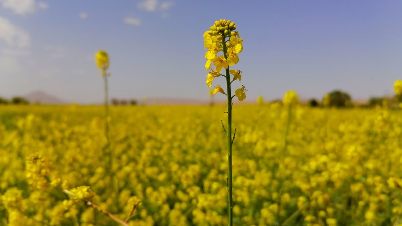 🌄Beautiful field of yellow flowers, plant Rapeseed, canola oil