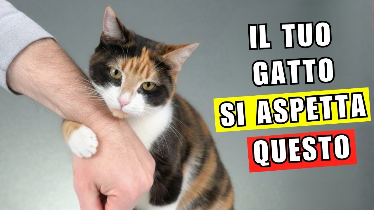 Le 11 regole non dette che il tuo gatto si aspetta che tu rispetti