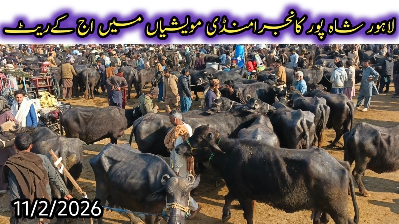 Fresh update lahaur Mandi maveshi Shahpur Kangra