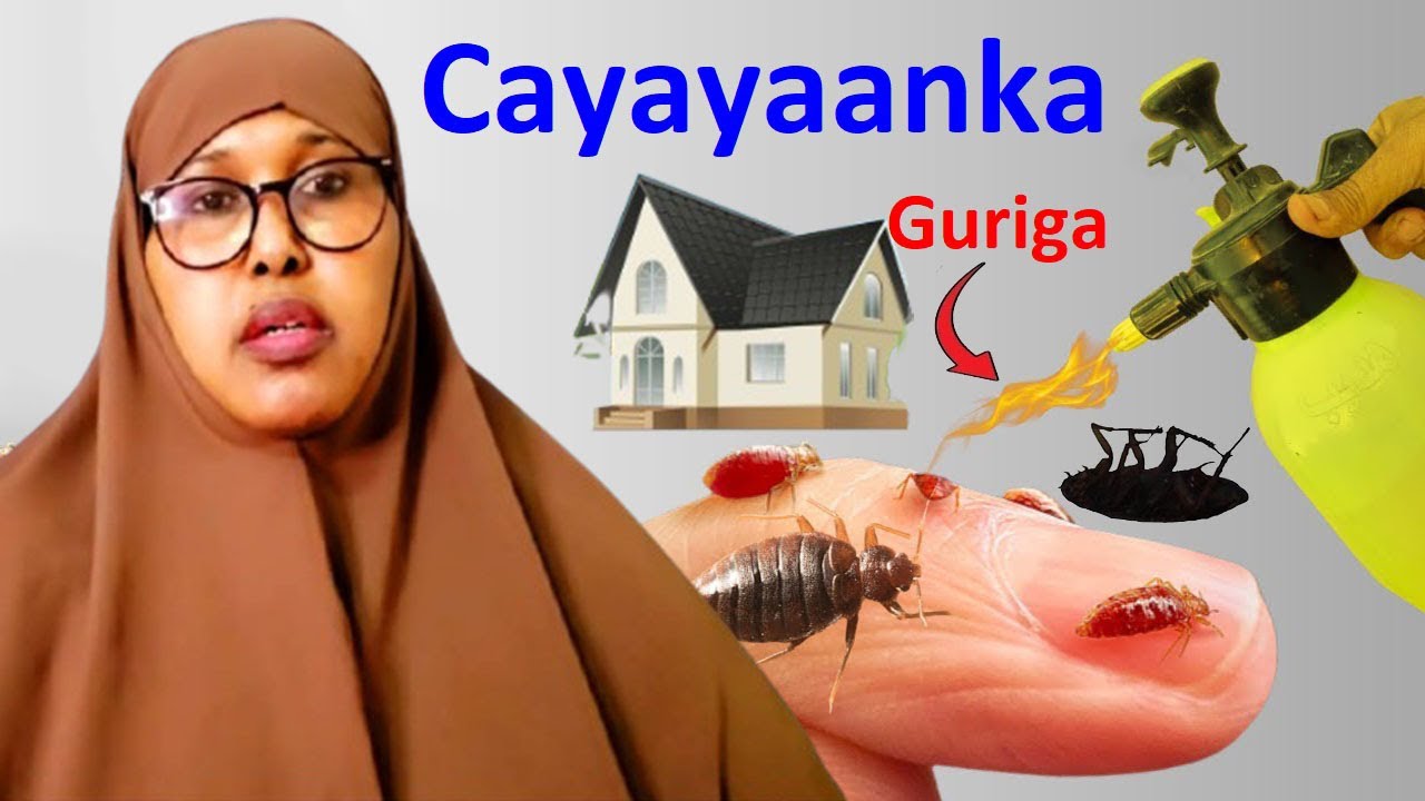 Bahalkaan Gurigaada Hadaad ku Aragto ogow fariinta kuduugan cayayaanka xasadka Qofna fahansanayn