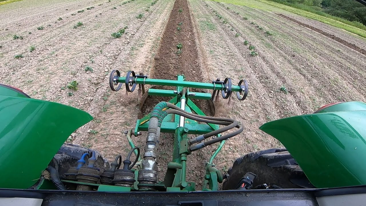 HILLING THE POTATOES
