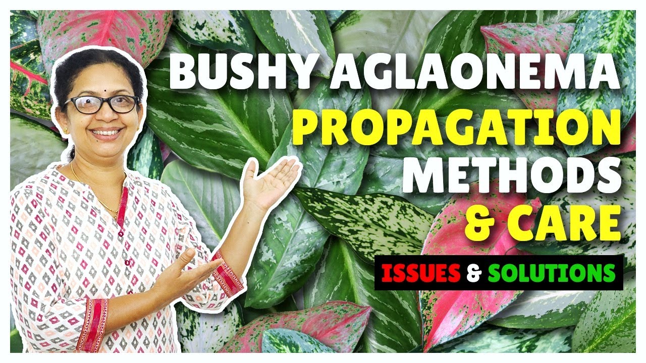 Aglaonema Plant Propagation Methods | Issues Solutions and  Care in Malayalam