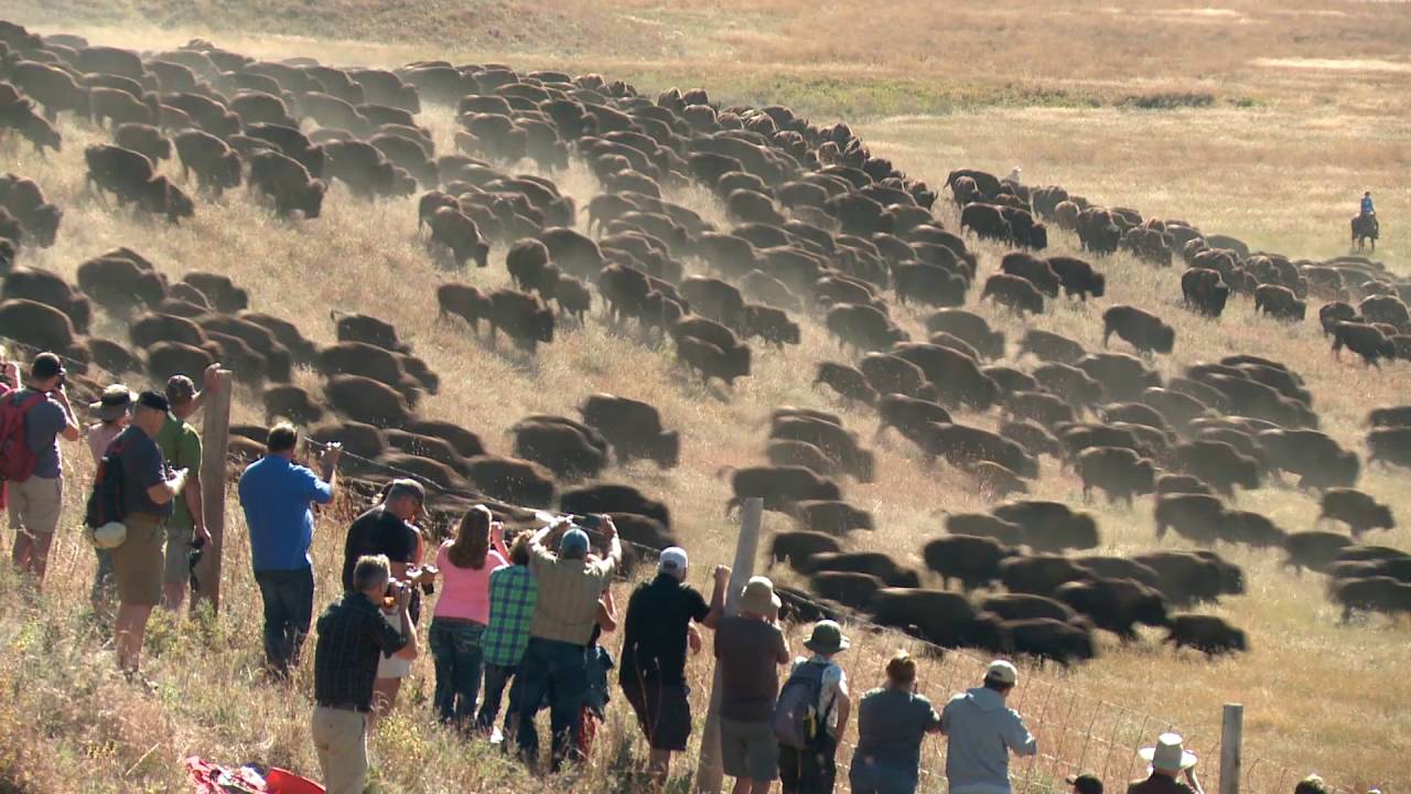Custer State Park Buffalo Roundup | Behind the Scenes | Travel South Dakota