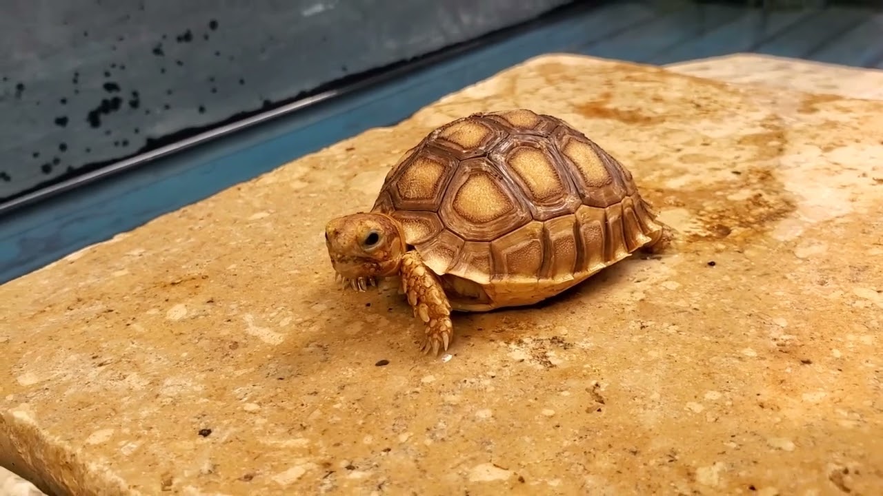 Baby sulcata tortoise - 3 months old
