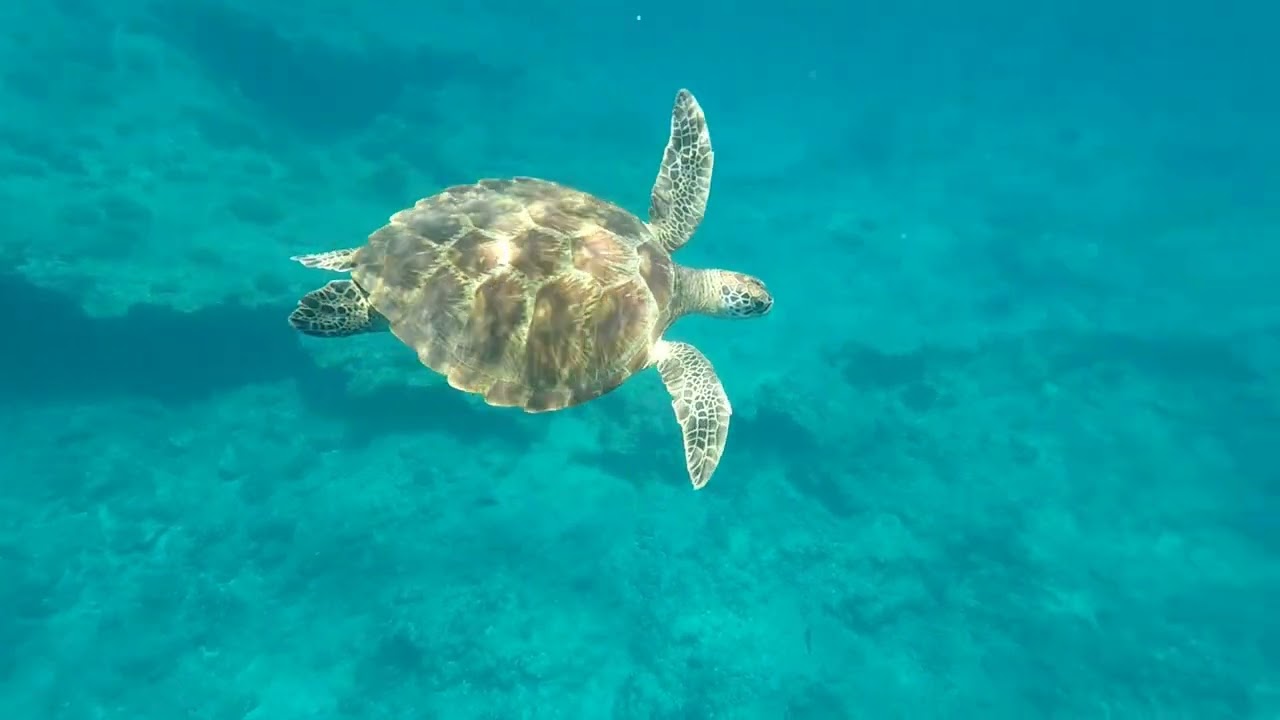 Spearfishing Aqua To Tanapag With Sus Kizu