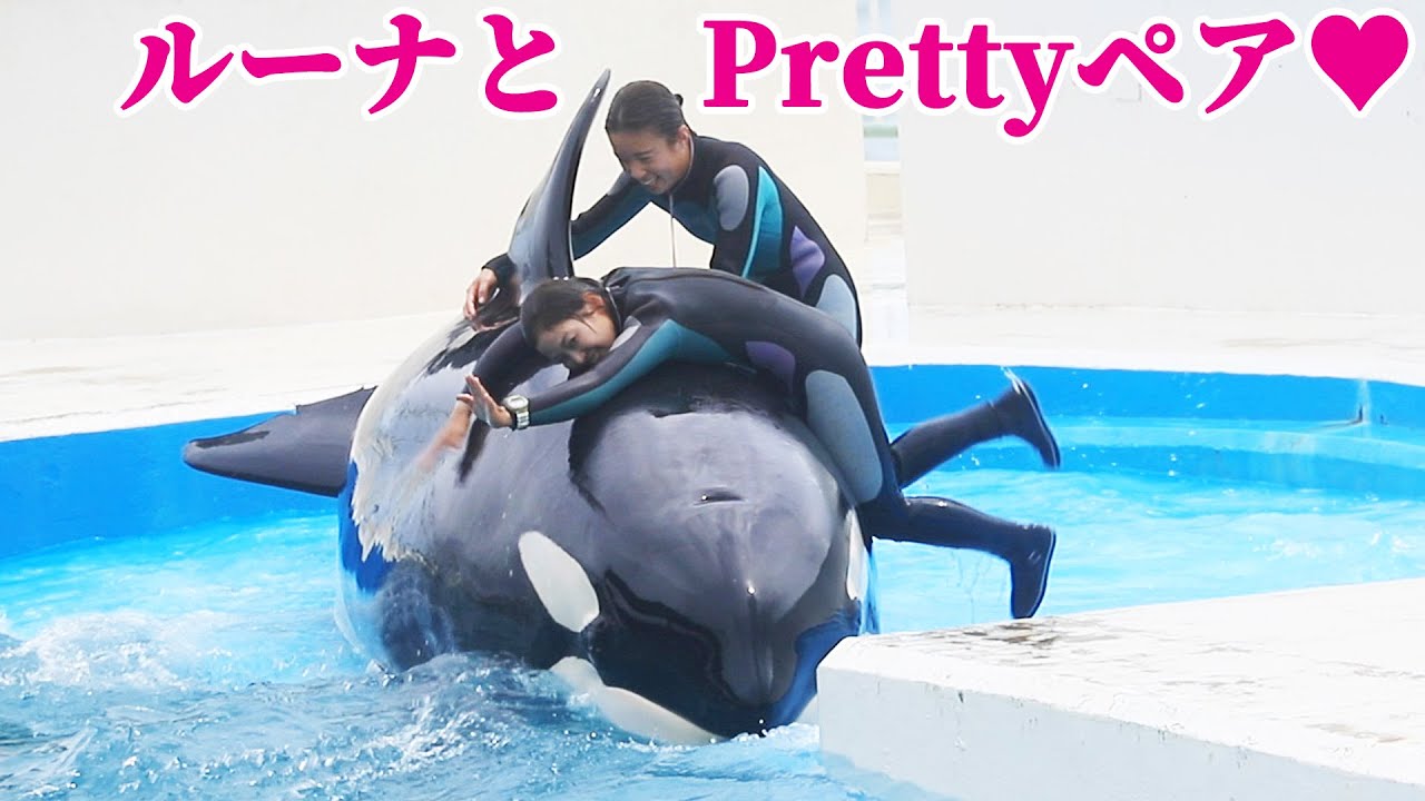 ルーナにトレーナーさん二人付きっ切りでルーナ大喜び♥ 鴨川シーワールド シャチショー KamogawaSeaWorld  orca killerwhale