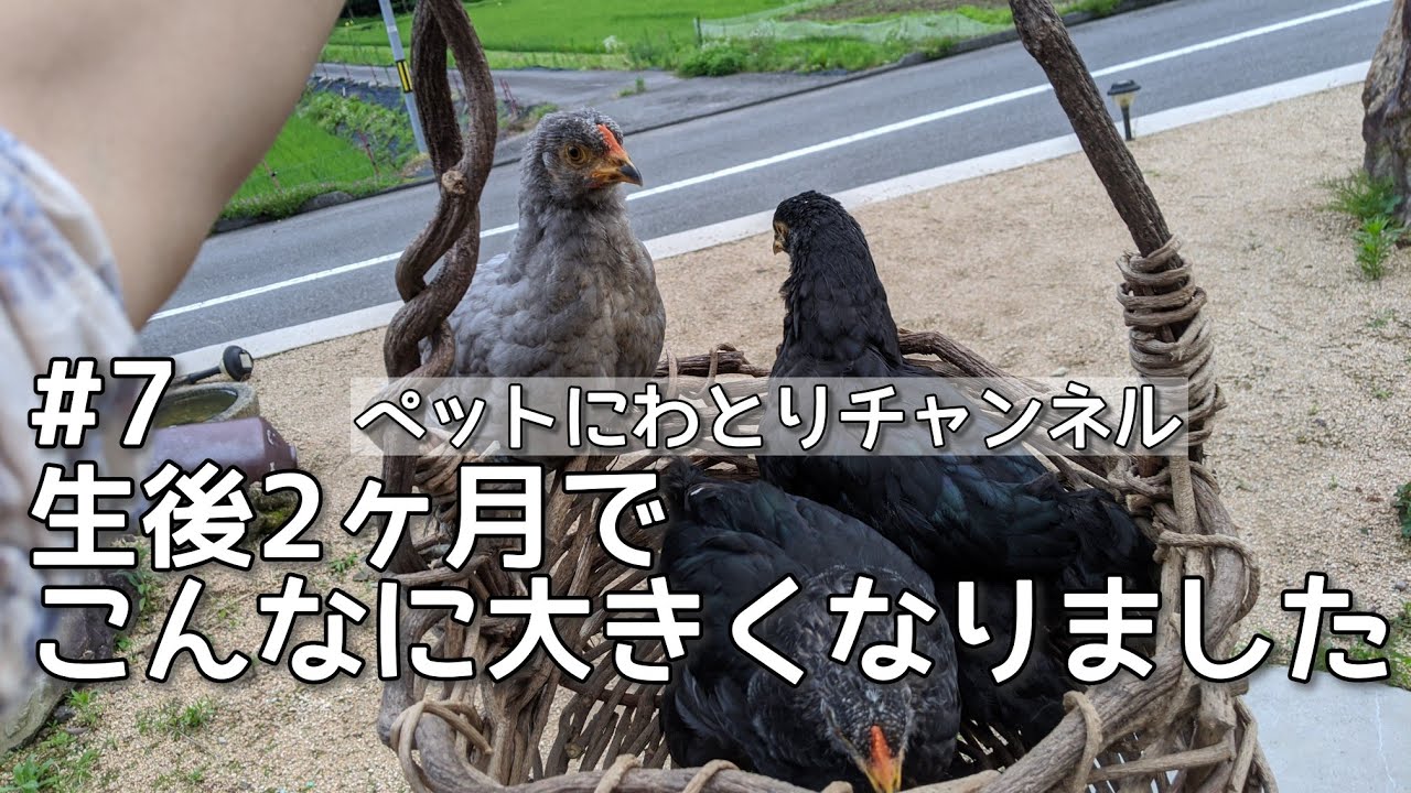 #7世界最大級の鶏ブラマの成長記録