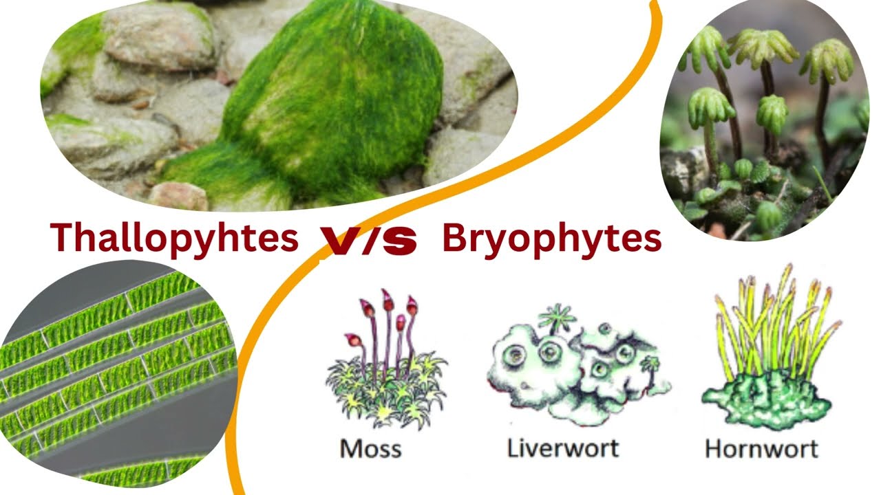 Biology Std 11 chp-3 Kingdom Plantae , Difference between Thallophytes and bryophytes