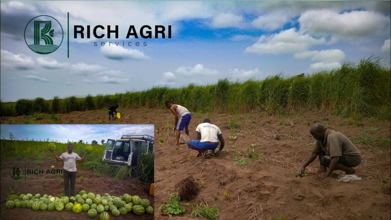 Amendement + Fertilisation + Binage en champ de pasteque (2eme partie)