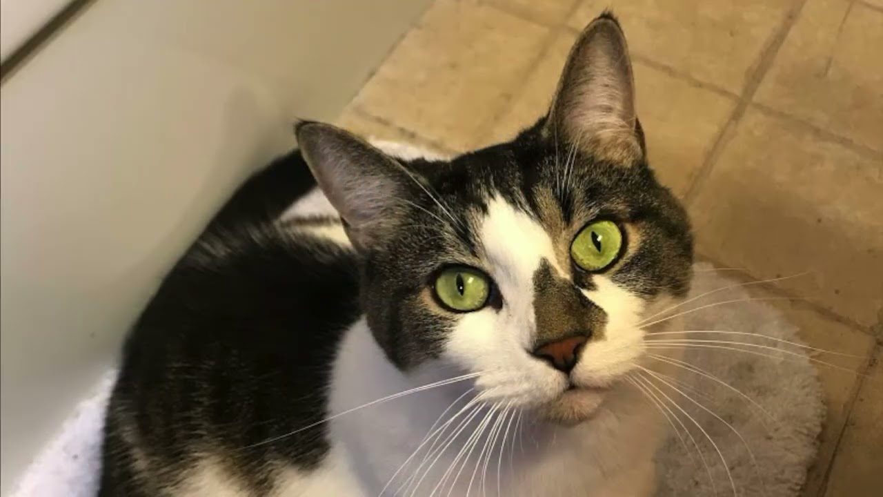Kiki