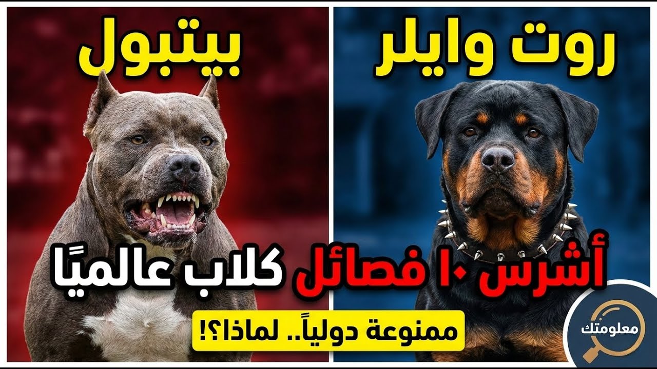 أشرس 10 كلاب في العالم.. لماذا منعت بعض الدول امتلاكها؟ (حقائق صادمة)