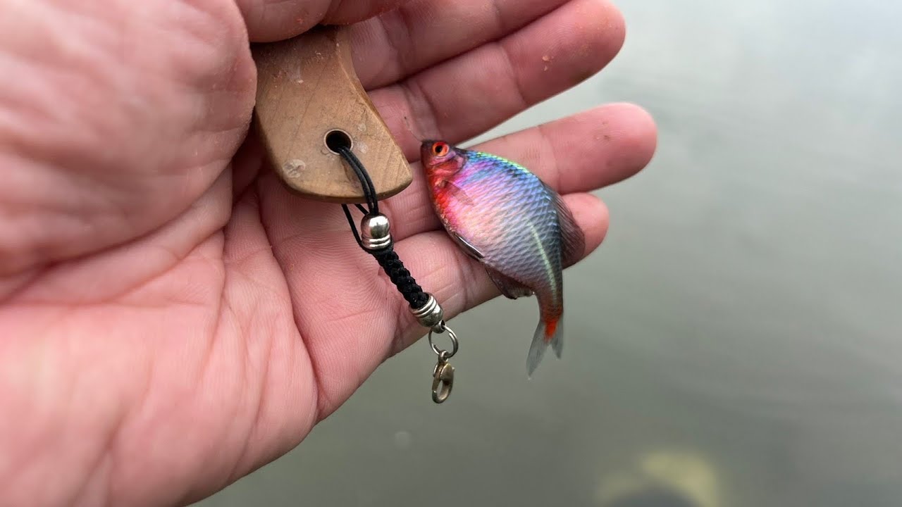 1110513 微物釣 高體鳑鮍 風大